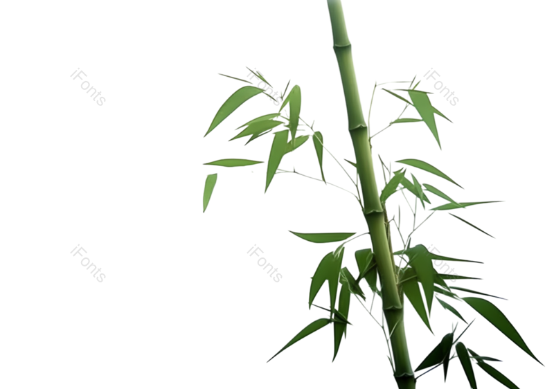 叶子图片,绘画元素,传统PNG,竹子免抠素材